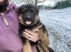 Puppies for sale Belgium, Brussels German Shepherd Dog