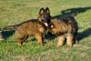 Puppies for sale Lithuania, Vilnius German Shepherd Dog