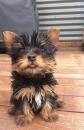 Puppies for sale France, Paris Yorkshire Terrier