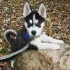 Dogs free Sweden, Mutal Haski