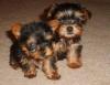 Puppies for sale Germany, Munich Yorkshire Terrier