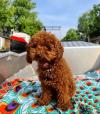 Puppies for sale Kyrgyzstan, Osh, Chernihiv , Poodle