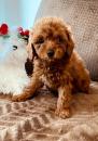 Puppies for sale Belgium, Brussels Toy-poodle