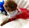Puppies for sale Finland, Helsinki Toy-poodle