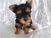 Puppies for sale Hungary, Budapest Yorkshire Terrier
