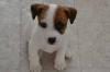 Puppies for sale Greece, Thessaloniki Jack Russell Terrier