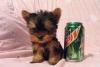 Puppies for sale Latvia, Riga Yorkshire Terrier