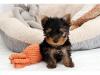 Puppies for sale Poland, Warsaw Yorkshire Terrier