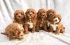 Puppies for sale USA, West Virginia Poodle