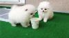 Puppies for sale Italy, Milan Pomeranian Spitz
