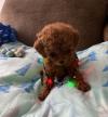 Puppies for sale Malta, Valletta Toy-poodle