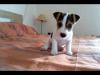 Puppies for sale Sweden, Malmo Jack Russell Terrier