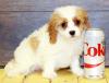 Puppies for sale Cyprus, Paphos Other breed, Cavapoo