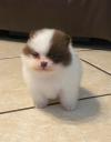 Puppies for sale Luxembourg, Luxembourg Pomeranian Spitz