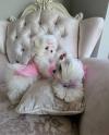 Puppies for sale Canada, Alberta Maltese