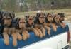 Puppies for sale Cyprus, Limassol Airedale