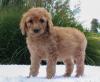 Puppies for sale Canada, British Columbia, Vancouver Poodle