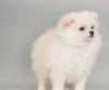 Puppies for sale Spain, Madrid , Pomeranian