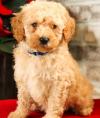 Puppies for sale Belgium, Antwerp , Cockapoo