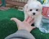 Puppies for sale Italy, Rome Maltese