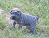 Puppies for sale Germany, Kayzerslauten Shar Pei