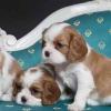 Puppies for sale Cyprus, Paphos King Charles Spaniel