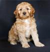 Puppies for sale Spain, Barcelona , COCKAPOO