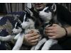 Puppies for sale Slovenia, Bjelovar , husky siberian