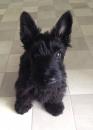 Puppies for sale Germany, Lubeck Scotch-terrier