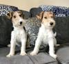 Puppies for sale Germany, Dortmund Fokxterer