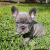 Puppies for sale Finland, Helsinki French Bulldog