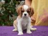 Puppies for sale Germany, Zwickau King Charles Spaniel