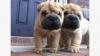 Puppies for sale Cyprus, Nicosia Shar Pei