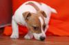Puppies for sale Cyprus, Nicosia Jack Russell Terrier