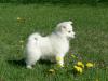 Puppies for sale Belgium, Brussels Eskimo dog