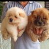 Puppies for sale Denmark, Kopenagen Chow Chow