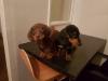 Puppies for sale Lithuania, Vilnius Dachshund