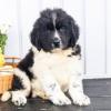 Puppies for sale Germany, Halle Newfoundland