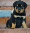 Puppies for sale Netherlands, Maastricht Rottweiler