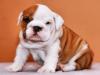 Puppies for sale Belgium, Bruges English Bulldog