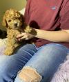 Puppies for sale Belgium, Brussels Toy-poodle