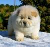 Puppies for sale Poland, Warsaw Chow Chow