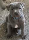 Puppies for sale Malta, Valletta Staffordshire Bull Terrier