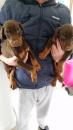 Puppies for sale Greece, Patra Doberman