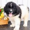 Puppies for sale Germany, Dortmund Newfoundland