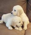 Puppies for sale United Kingdom, London Golden Retriever