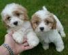 Puppies for sale Belgium, Brussels Mixed breed, Cavachon
