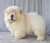 Puppies for sale Cyprus, Larnaca Chow Chow