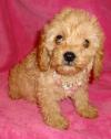 Puppies for sale Greece, Thessaloniki , cavapoo