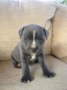 Puppies for sale Cyprus, Paphos Staffordshire Bull Terrier